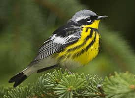 Magnolia Warbler